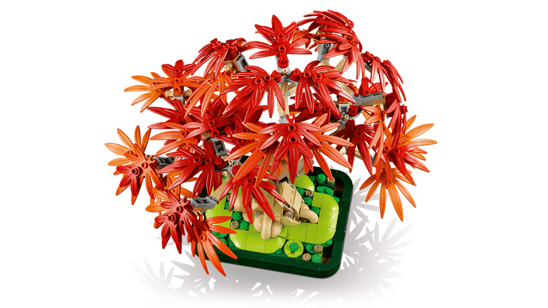 10348 Japanese Red Maple Bonsai Tree