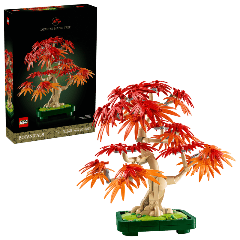10348 Japanese Red Maple Bonsai Tree
